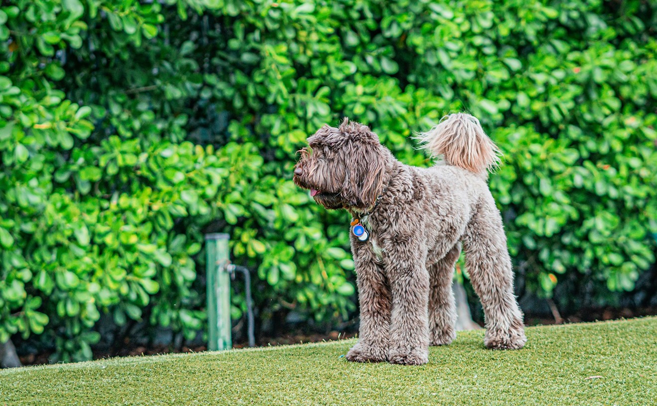 10 Best Dog Parks in Miami