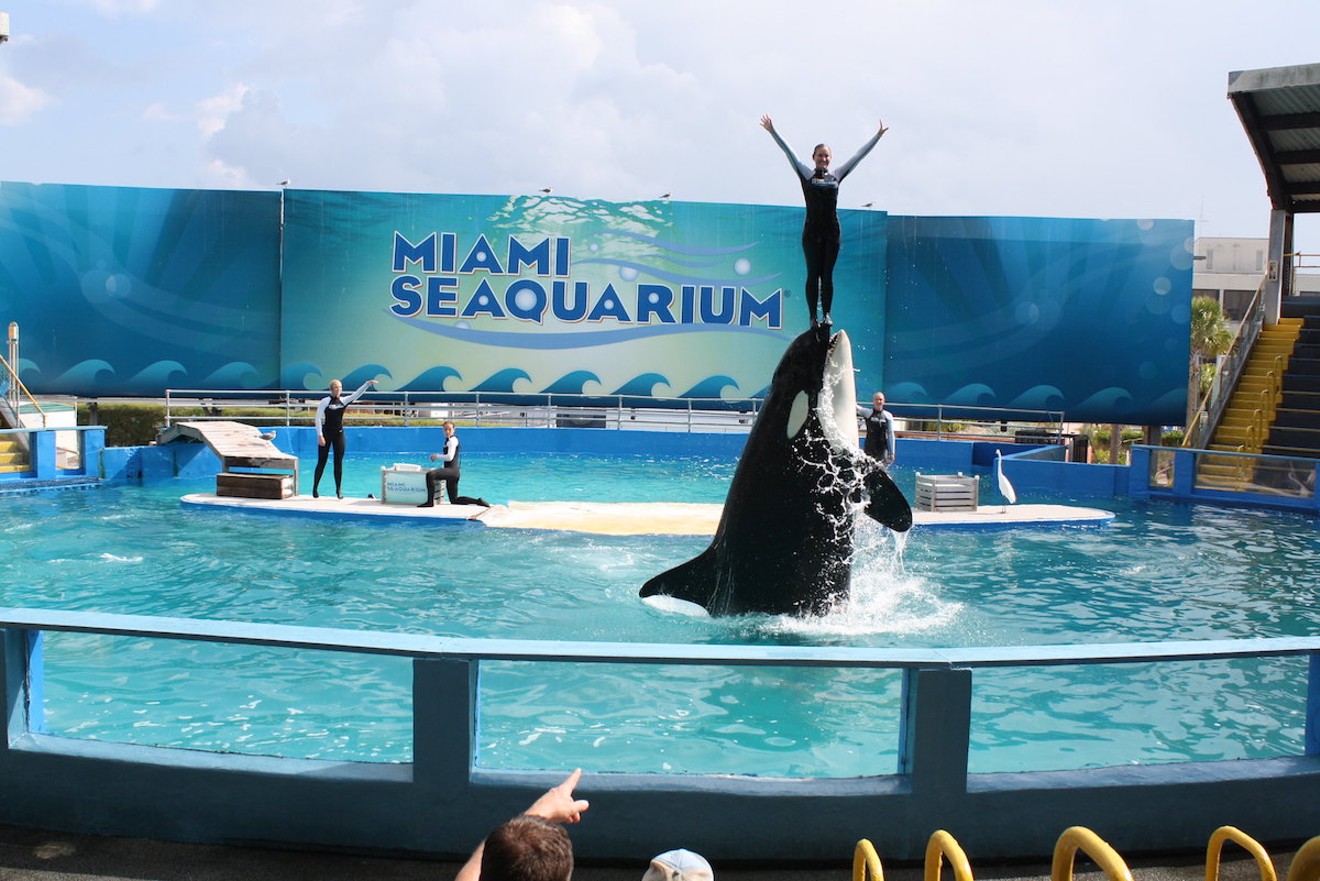 Animal-rights activists hope Lolita will eventually be relocated to a bigger, more appropriate tank for her size or released into a protected sanctuary.