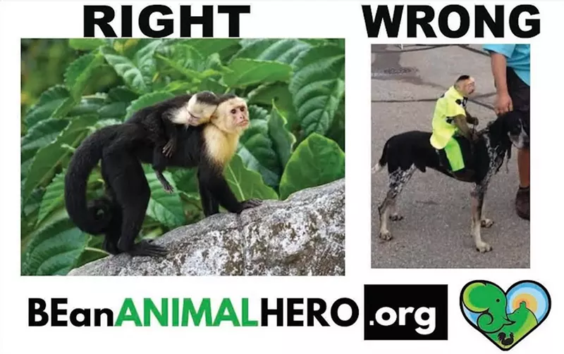 Image: A photo collage shows the right and wrong way to ride a monkey.