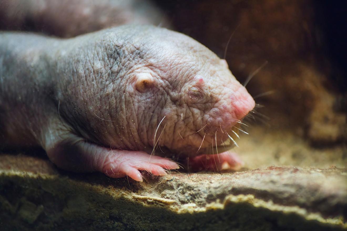 Naked mole rats, AKA "sand puppies," are native to eastern Africa. The mouse-sized, hairless creatures are bred en masse for biomedical research.