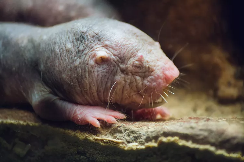 Image: Naked mole rats, AKA "sand puppies," are native to eastern Africa. The mouse-sized, hairless creatures are bred en masse for biomedical research.