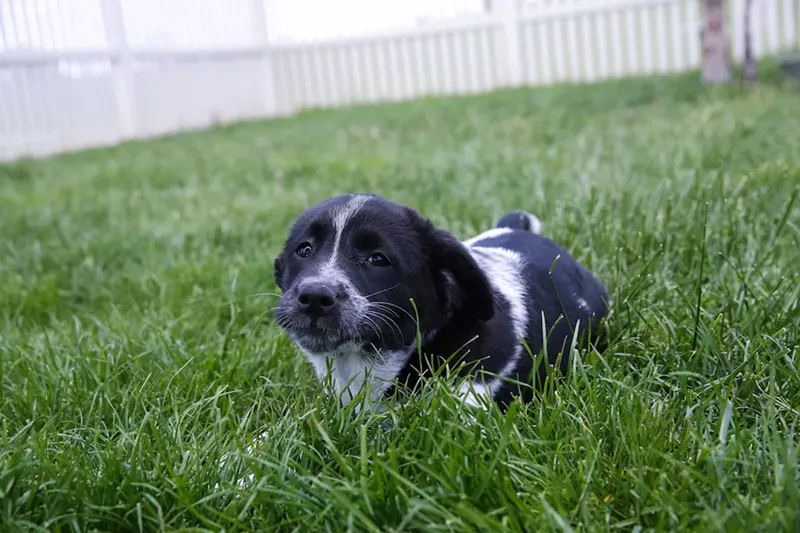 Image: Many residents who find stray or lost dogs on South Florida's streets don't know what to do now that most shelters and rescues are at full capacity.