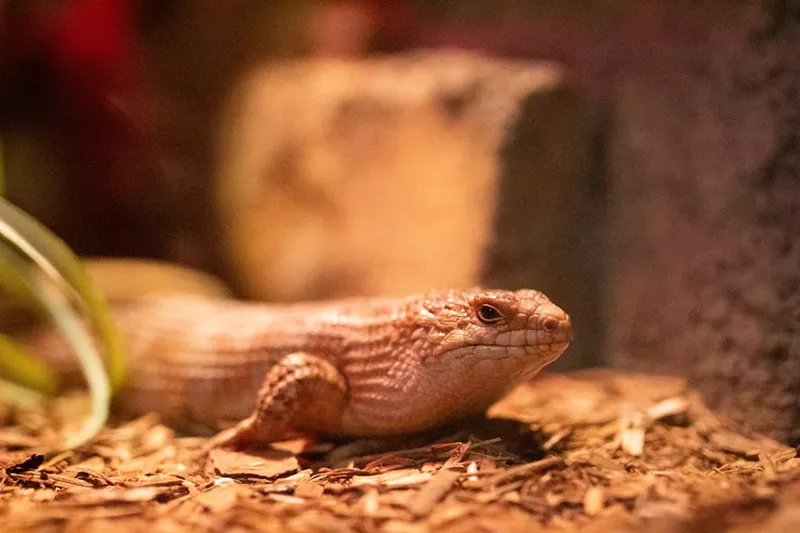 Image: Spiny-tailed skink