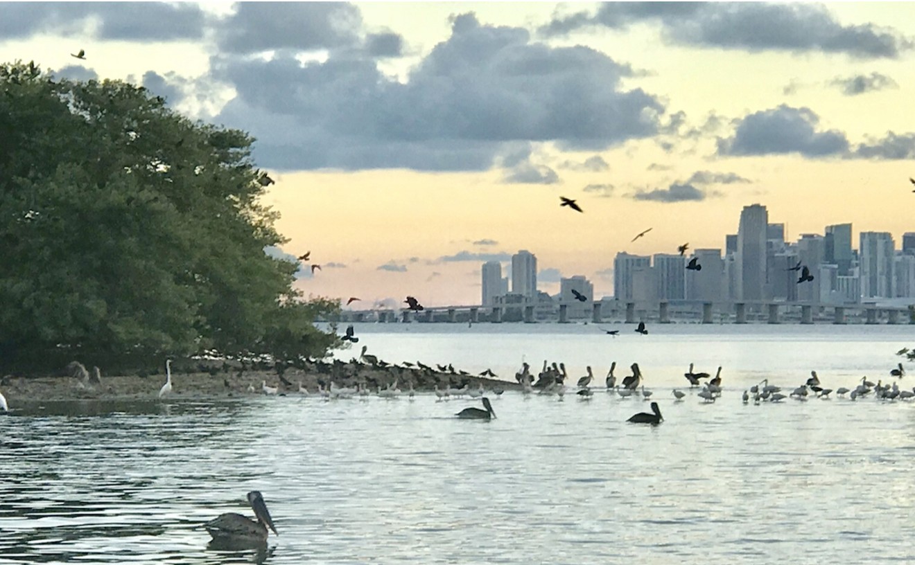 Bird Key Hits Market for $31.5 Million, Leaving Miami Wildlife Retreat in Limbo