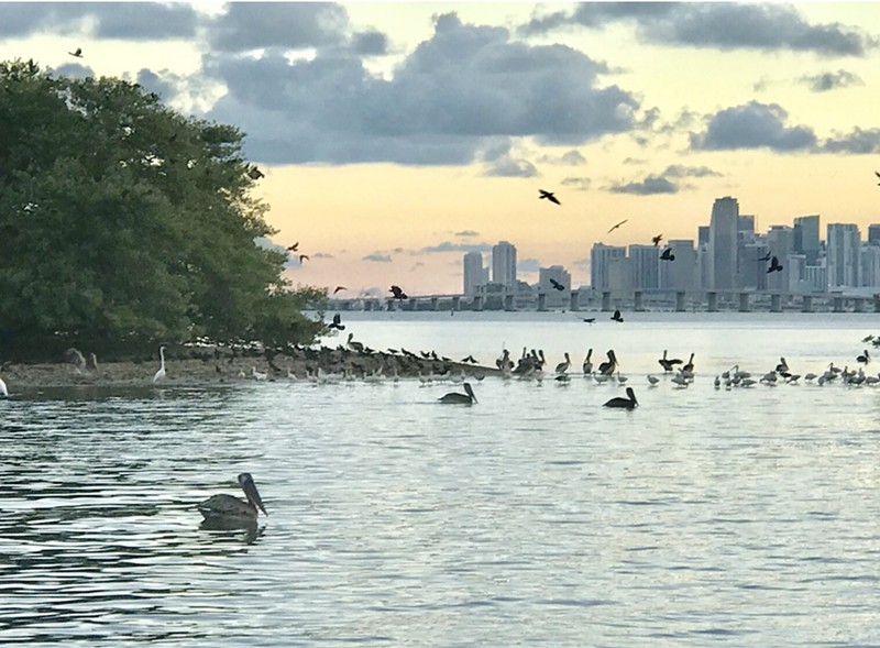 Bird Key is a privately owned, undeveloped island in Biscayne Bay, south of the Pelican Harbor Marina.