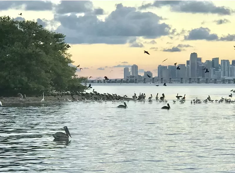 Image: Various bird species congregate around Bird Key with the Miami skyline in the background