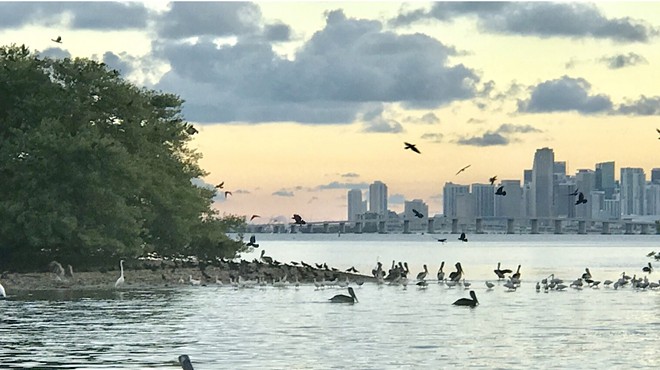 Various bird species congregate around Bird Key with the Miami skyline in the background
