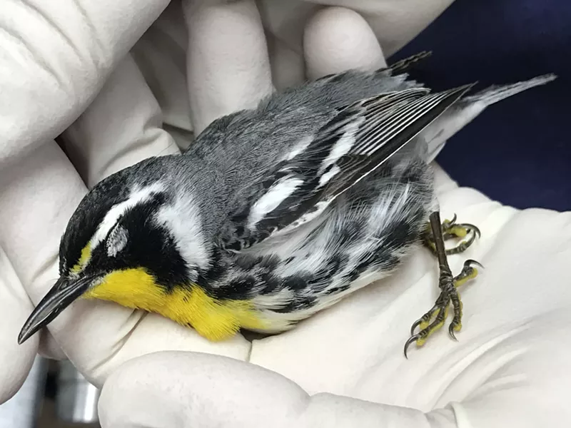 Image: Yellow-throated warbler, a window-strike patient at the Pelican Harbor Seabird Station