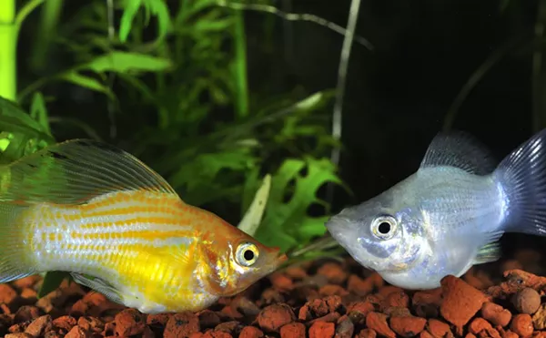 Image: Boca Raton 'Aquarium' Is Really a Jewelry Store With Some Sad Fish Tanks