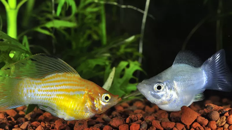 Image: Eye level view of male sailfin molly fish seemingly making an attempt at friendship in an aquarium