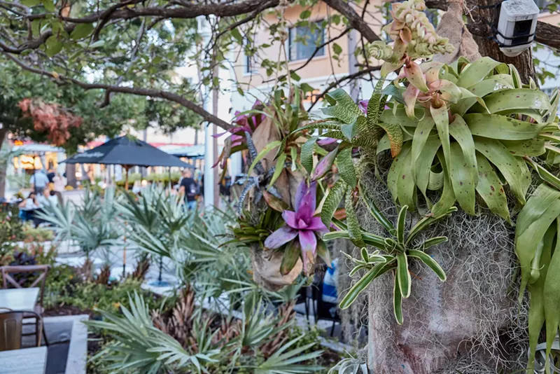 Image: Orchids hanging from a tree on Lincoln Road in Miami Beach