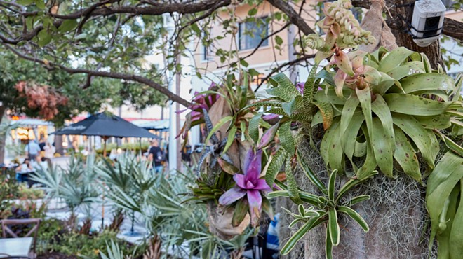 Orchids hanging from a tree on Lincoln Road in Miami Beach