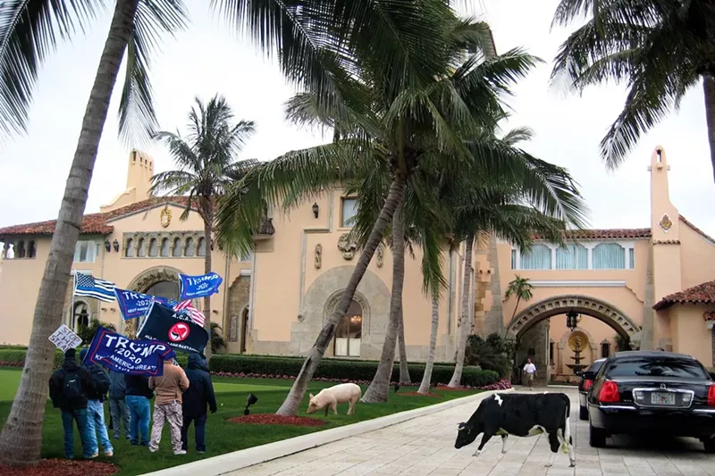 Image: MAGA supporters, a pig, and a cow on the lawn of Mar-a-Lago