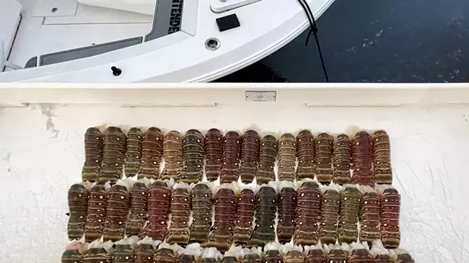 Dozens of spiny lobster tails dockside on a fish-cleaning table