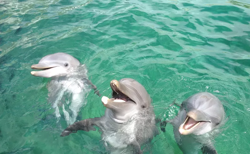Image: Dolphin Dies at Miami Seaquarium, Adds to Park's Checkered Past