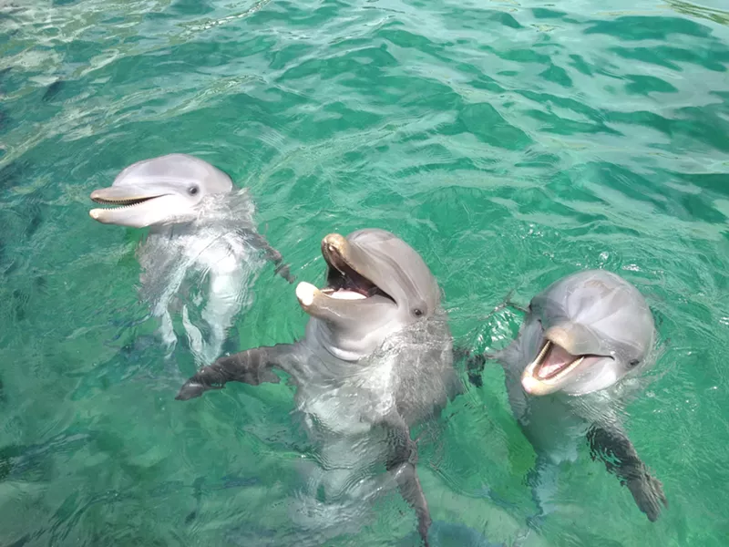 Image: Three dolphins are swimming in the water with their mouths open.