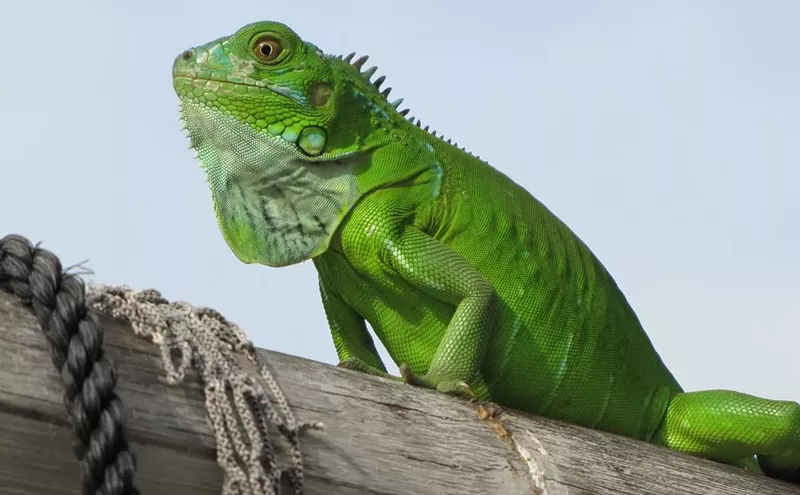 Image: Temps Will Drop Into the 40s This Week, and Iguanas Will Fall From Trees