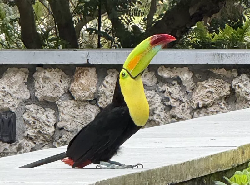 Image: a toucan sitting on concrete