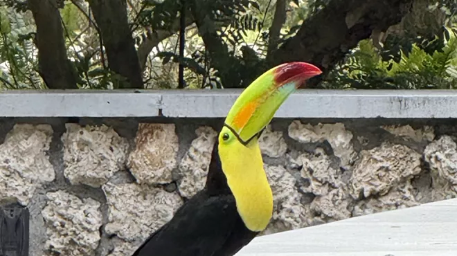 a toucan sitting on concrete