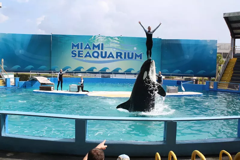 Image: A project to release Lolita the orca was just getting underway when she died on August 18, 2023.