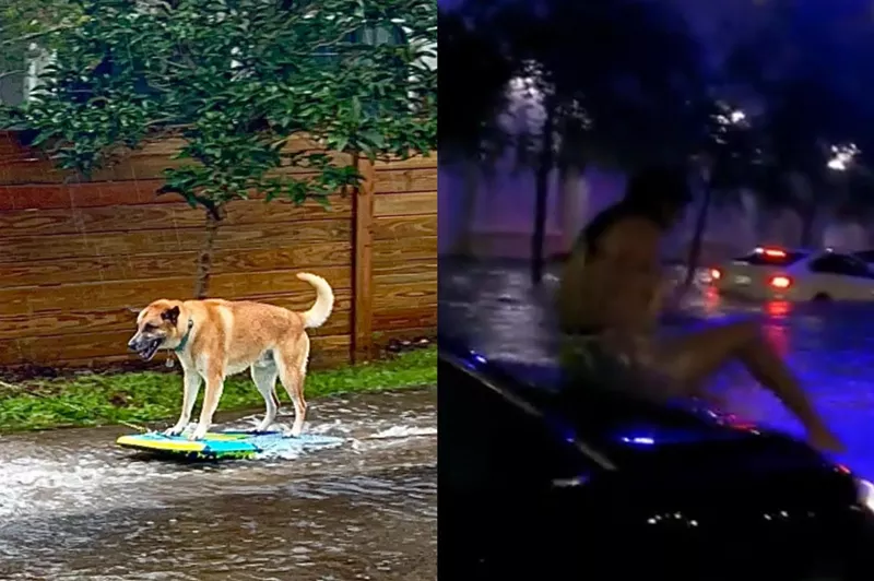 Image: Surfing dogs don't lie: Parts of South Florida were submerged up to the eyeballs by Potential Tropical Cyclone One.