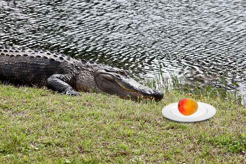 Image: A photoshopped image of an Alligator sitting next to a plate with a mango.