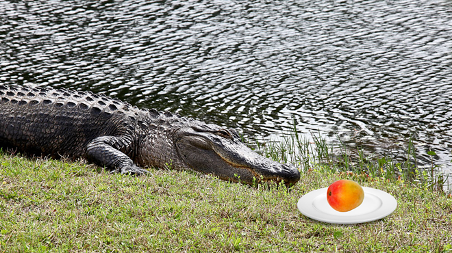 A photoshopped image of an Alligator sitting next to a plate with a mango.
