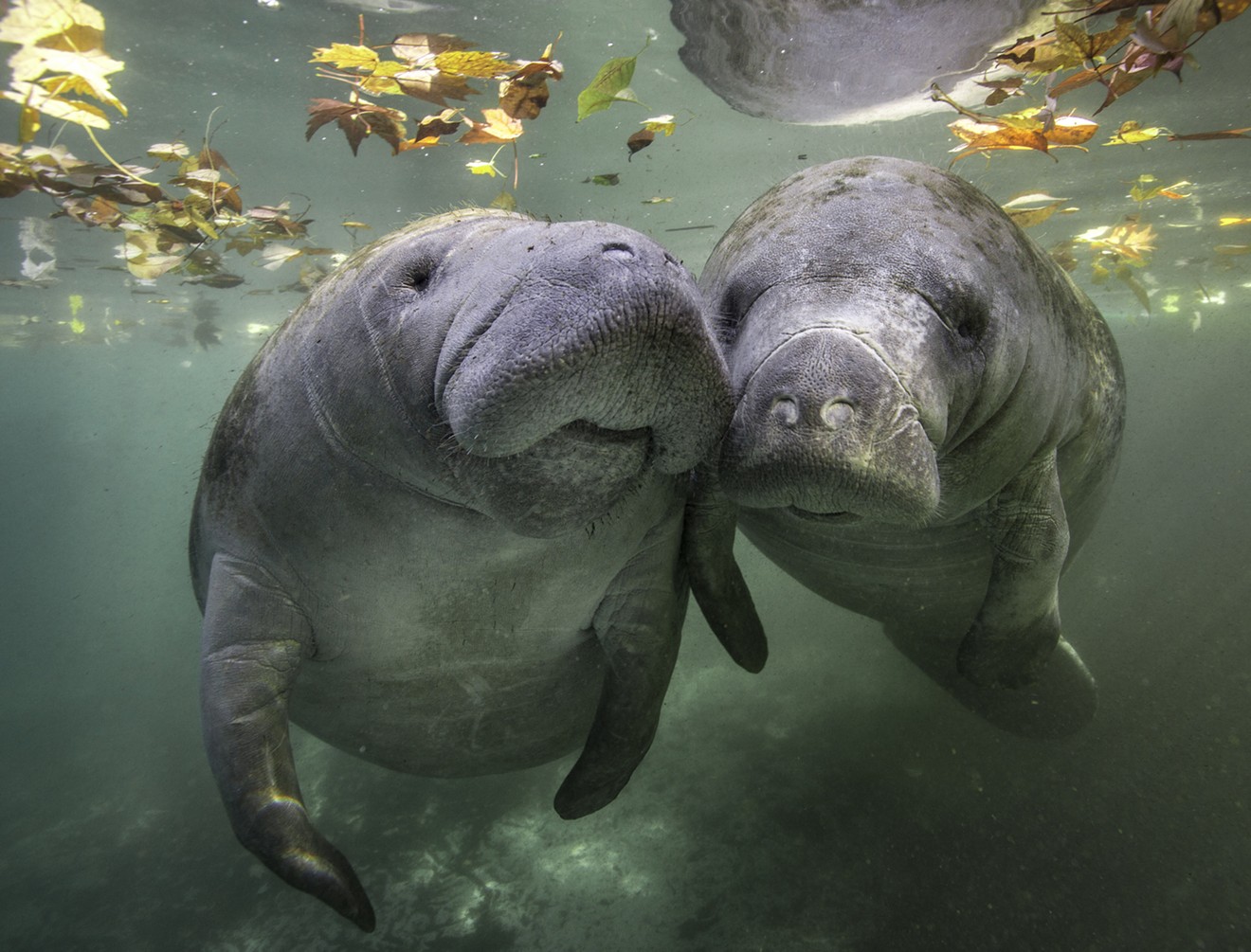 Florida cops are kindly asking people to stop calling the police on manatees having sex.