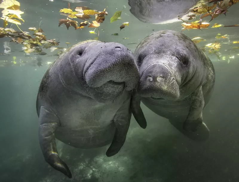 Image: Florida cops are kindly asking people to stop calling the police on manatees having sex.