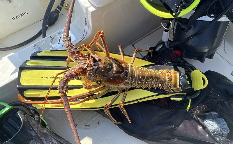 Image: Florida Lobster Mini-Season Is Back: Please Don't Die!