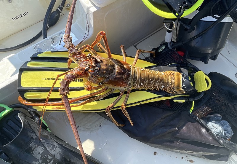 A Florida lobster that succumbed to the mini-season