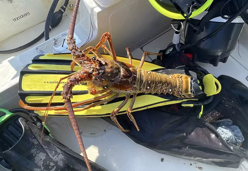 Image: color photo of a spiny lobster on a diver's flipper