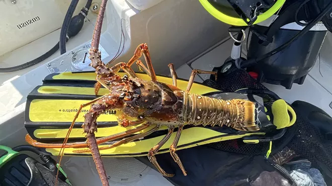 color photo of a spiny lobster on a diver's flipper
