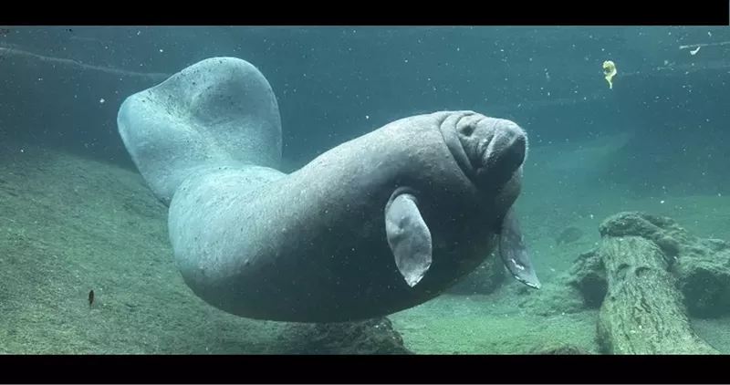 Image: Juliet, a Florida manatee, swims in her zoo enclosure