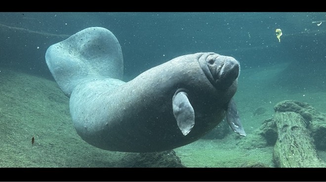 Juliet, a Florida manatee, swims in her zoo enclosure