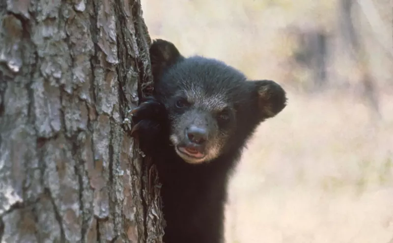 Image: Florida Officials Embrace Medieval Black Bear Hunt With Open Arms