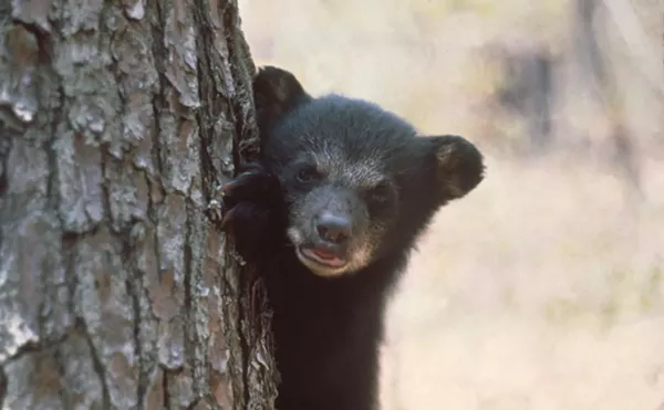 Image: Florida Officials Embrace Medieval Black Bear Hunt With Open Arms
