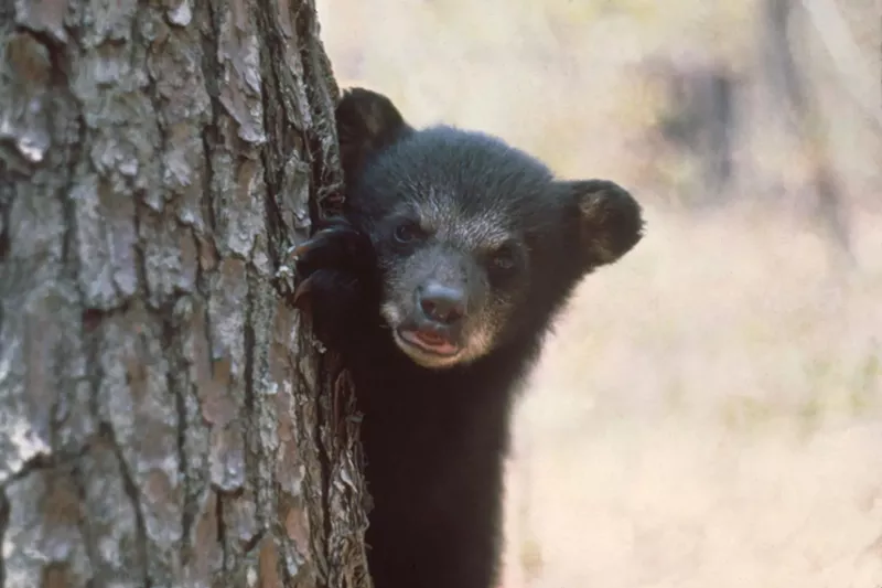Image: A black bear cub peaks around a pine tree.