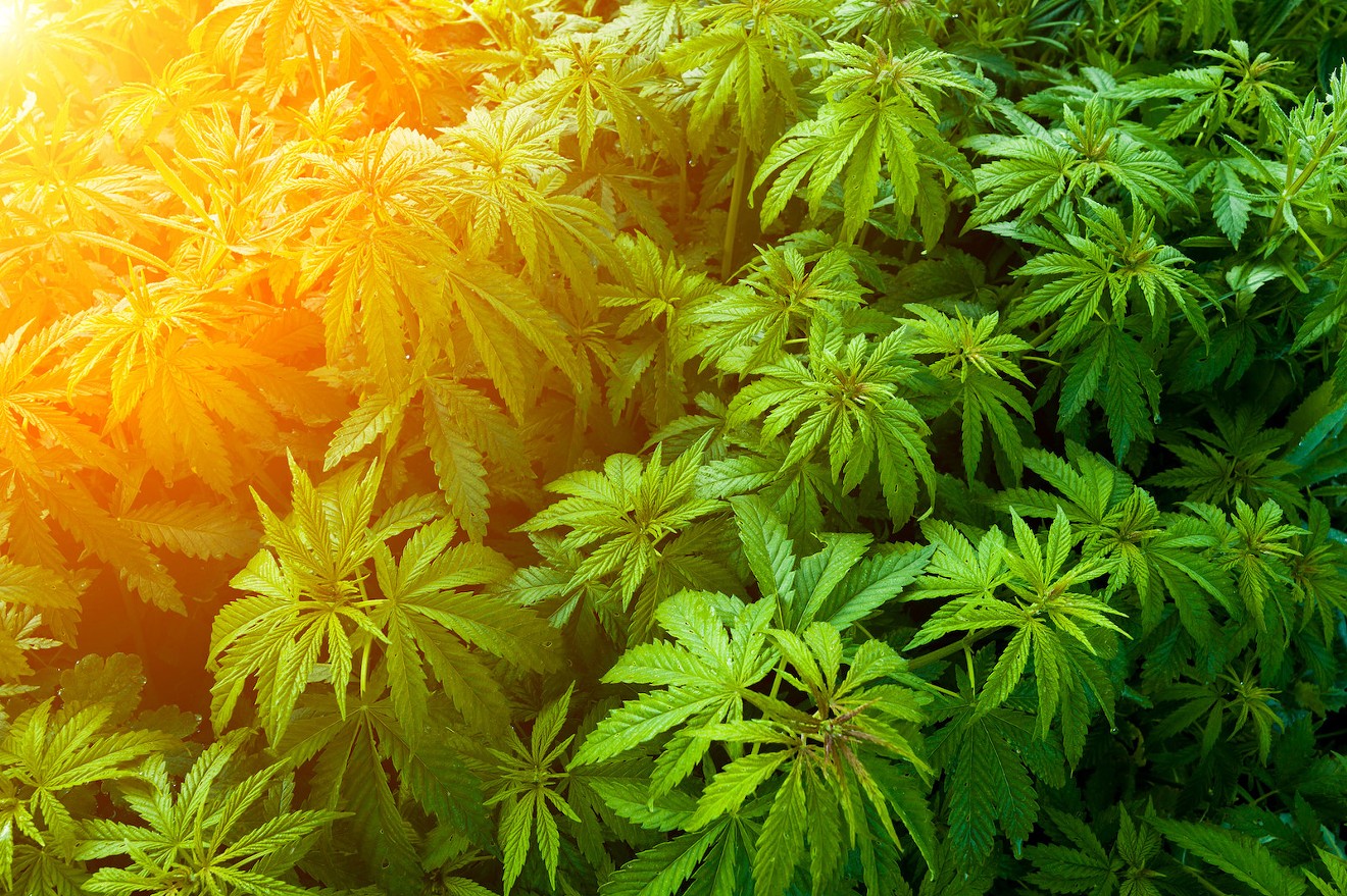 Will the sun soon shine on recreational marijuana in the Sunshine State?