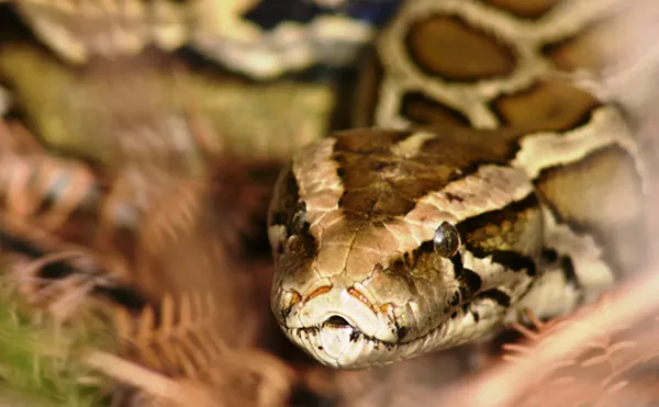 Image: Florida Women Dominate 2025 Python Challenge, Break Records