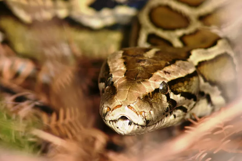 Image: A coiled Burmese python in the grass.