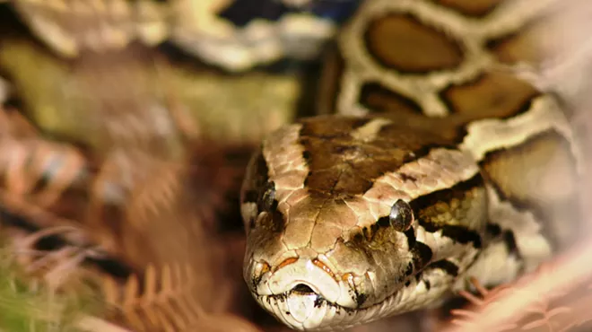 A coiled Burmese python in the grass.