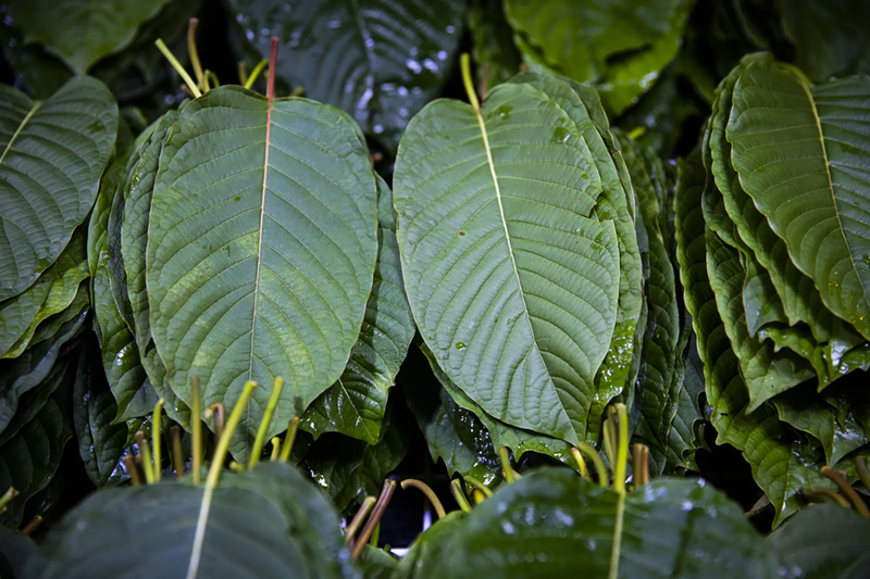 Image: 7-Hydroxy is a natural metabolite of mitragynine, the main alkaloid in kratom, a tropical plant long used in Southeast Asia for pain management and focus.