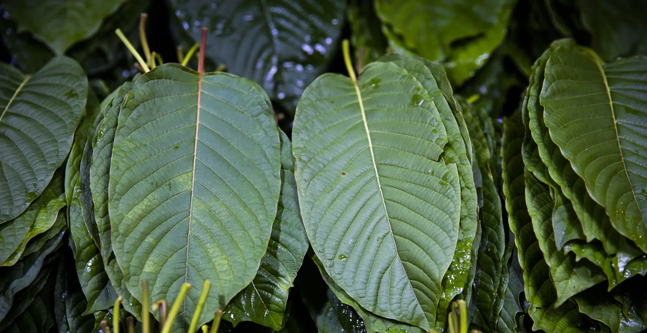 Florida’s Fight Over 7-Hydroxy: A New Front in the Drug Policy Debate