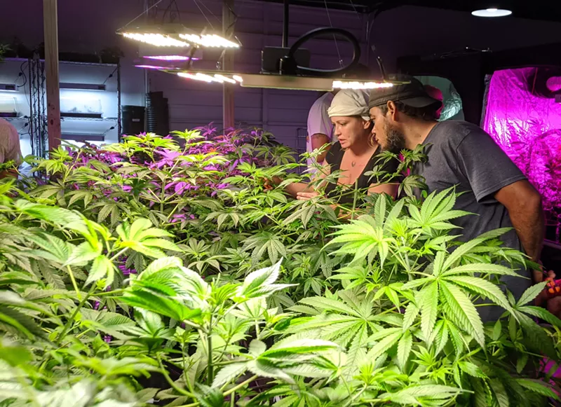 Image: Learn Sativa University's curriculum includes marijuana history, laws, careers, growing procedures, and even popular cookbook recipes.