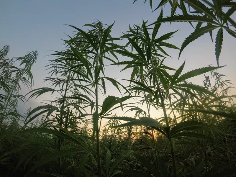Image: Black farmers are required to shell out $146,000 merely to apply for a license to grow medical marijuana.