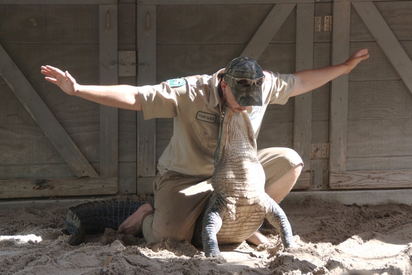 An alligator wrestler executes a so-called bulldogging trick, pinning the gator's mouth with his chin.