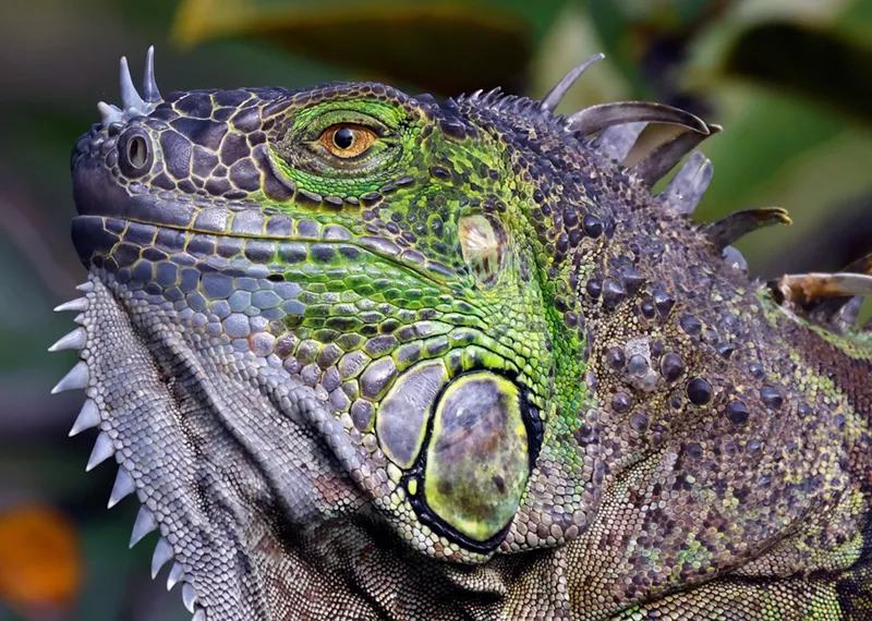 Image: A spiny, green, and gray iguana stares with a piercing eye.