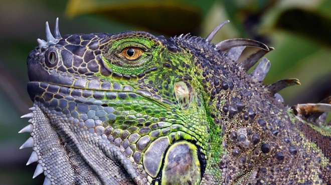 A spiny, green, and gray iguana stares with a piercing eye.