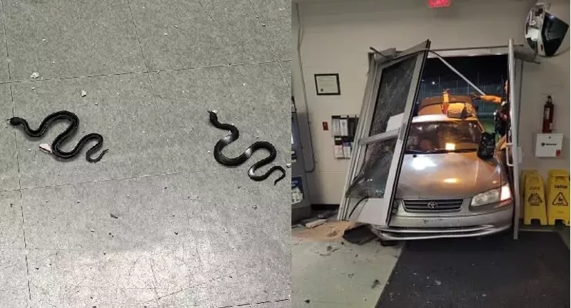 Image: Split photo of a South Florida jail lobby entrance destroyed by the front-end of an old Toyota, and a photo of rubber snakes that the alleged perpetrator left behind